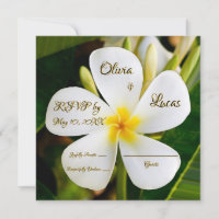 Tropisch-weiße Plumeria - Neubeginn - UAWG