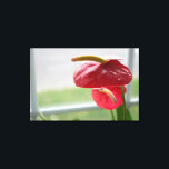 Tropische Blume des roten Anthurums auf überwölkte Leinwanddruck<br><div class="desc">Das Sonnenlicht tanzt in diesem prächtigen,  blühenden Anthurium,  das an einem Fenster sitzt. Die lebendige Rot- und Grünfarbe dieser herzförmigen Blume erweckt die Aufmerksamkeit des Betrachters.</div>