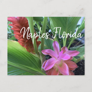 Tropische Blume Neapel Florida Postkarte