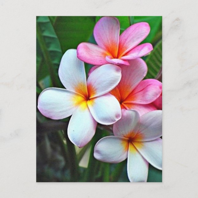 Tropische Blume Postkarte (Vorderseite)