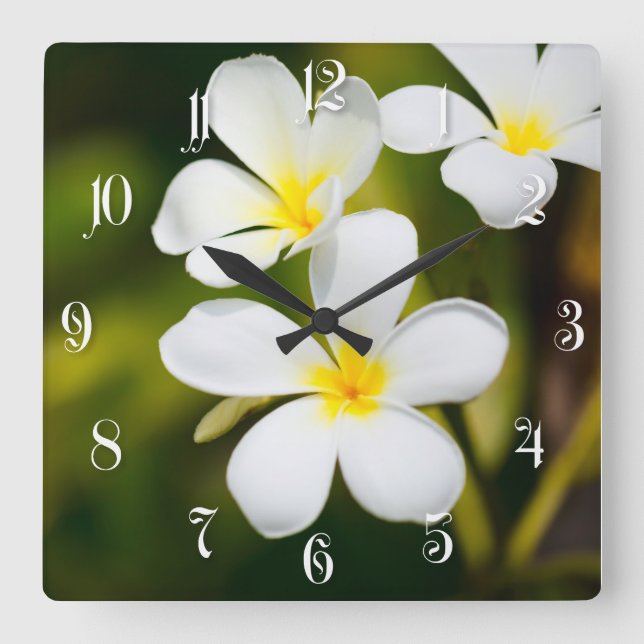 Tropische Blumen des weißen Frangipani Quadratische Wanduhr (Vorderseite)