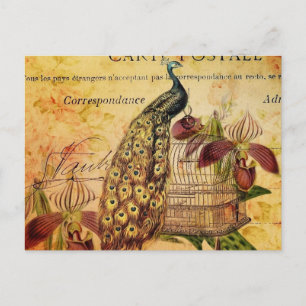 tropische botanische Orchidee modern vintage Pfau Postkarte