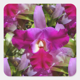 Tropische Cattleya-Orchid-Blume Quadratischer Aufkleber