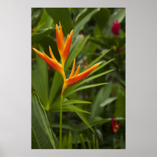 Tropische Farbe Poster