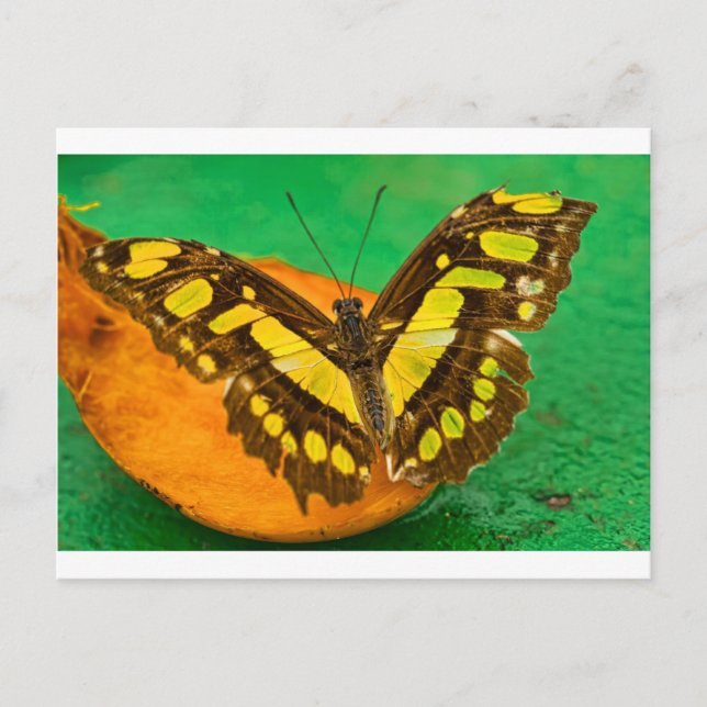 Tropische Farbe Postkarte (Vorderseite)