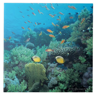 Tropische Fische, die über Riff schwimmen Fliese