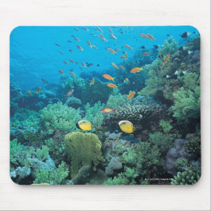 Tropische Fische, die über Riff schwimmen Mousepad