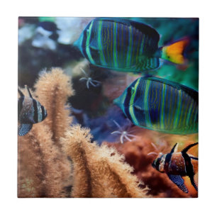 Tropische Fische Fliese