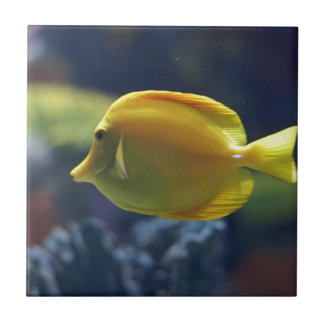 tropische Fische Fliese (Vorderseite)