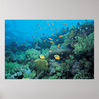 Tropische Fische schwimmen über dem Riff Poster