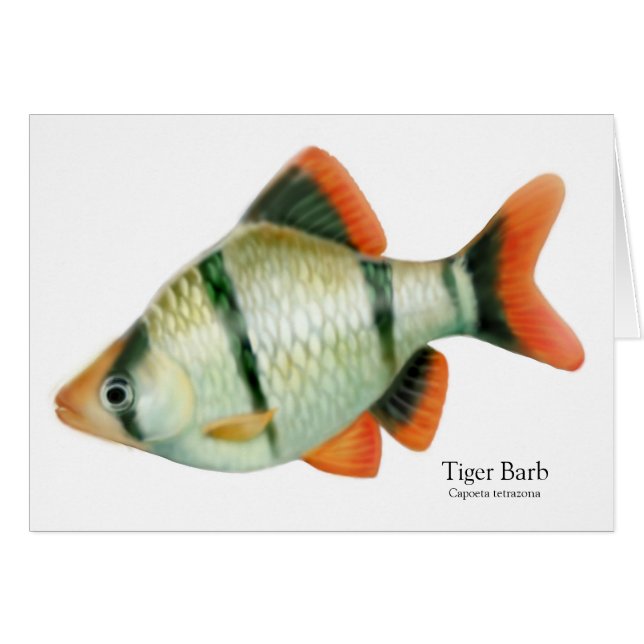 Tropische Fischkarte für Tiger Barb (Vorderseite (Horizontal))