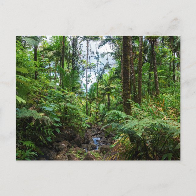 Tropische Flora el yunque Regenwald Postkarte (Vorderseite)