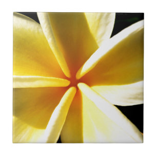 Tropische Frangipani-Blumenfotografie Fliese