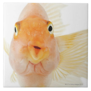 Tropische Frischwasserfische Fliese