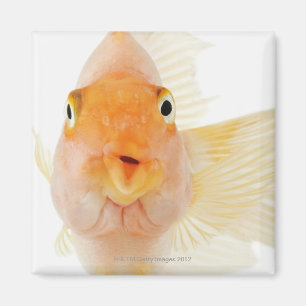 Tropische Frischwasserfische Magnet