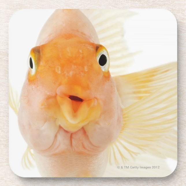 Tropische Frischwasserfische Untersetzer (Vorderseite)