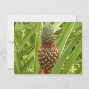Tropische Früchte der Ananas in der Natur