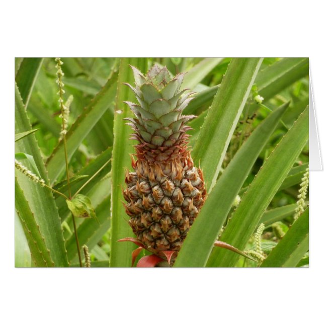 Tropische Früchte der Ananas in der Natur (Vorderseite (Horizontal))
