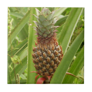 Tropische Früchte der Ananas in der Natur Fliese