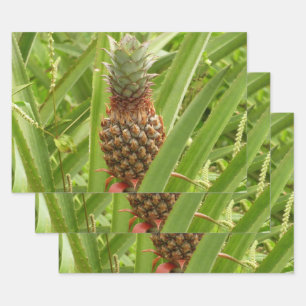 Tropische Früchte der Ananas in der Natur Geschenkpapier Set