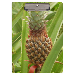 Tropische Früchte der Ananas in der Natur Klemmbrett