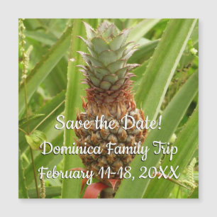 Tropische Früchte der Ananas in der Natur Magnetkarte