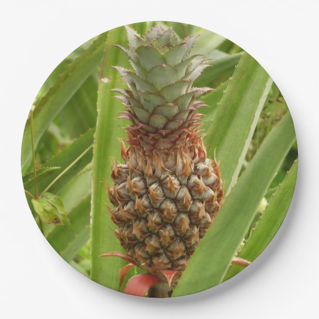 Tropische Früchte der Ananas in der Natur Pappteller (Vorderseite)