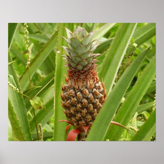 Tropische Früchte der Ananas in der Natur Poster (Vorne)