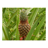 Tropische Früchte der Ananas in der Natur