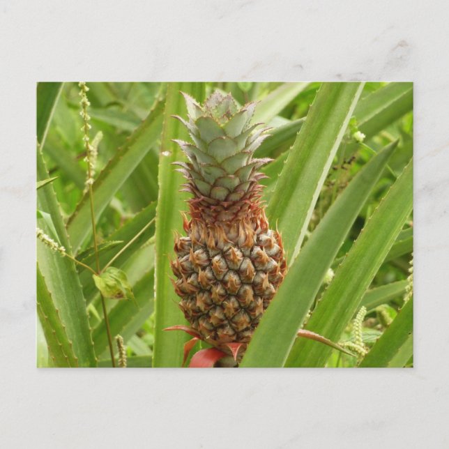 Tropische Früchte der Ananas in der Natur Postkarte (Vorderseite)