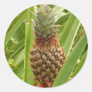 Tropische Früchte der Ananas in der Natur Runder Aufkleber