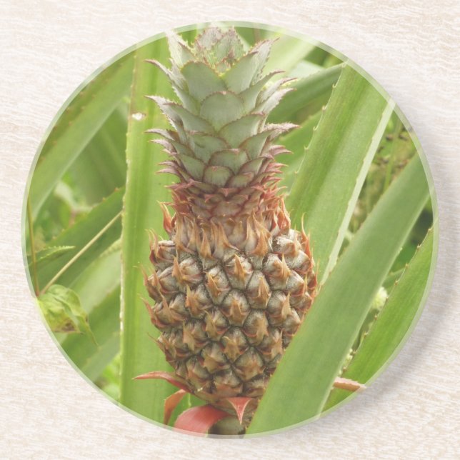 Tropische Früchte der Ananas in der Natur Sandstein Untersetzer (Vorne)