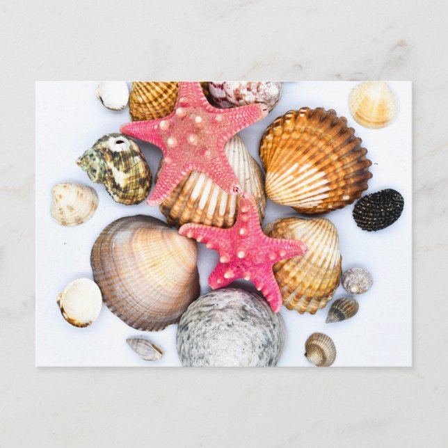 Tropische gemischte Muscheln Postkarte (Vorderseite)