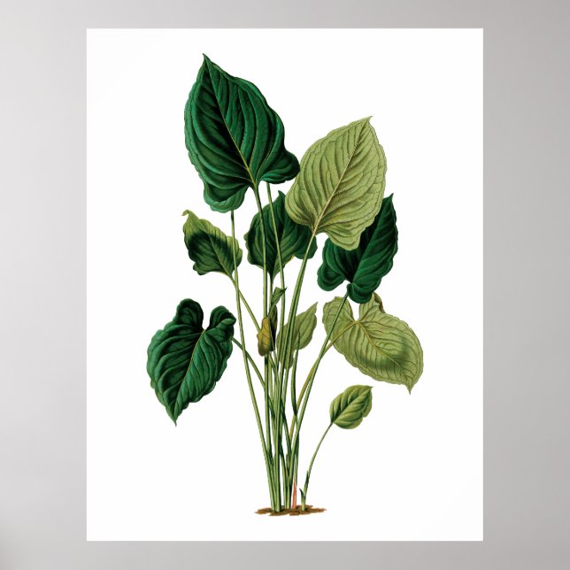 Tropische große Blätter botanische Druckphilodendr Poster (Vorne)