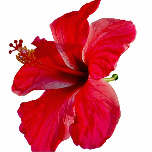 Tropische Hibiskus-Blume Freistehende Fotoskulptur (Vorne)