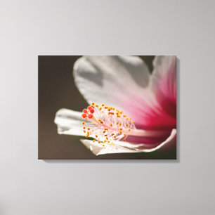 Tropische Hibiskus-Blumenfotografie Leinwanddruck