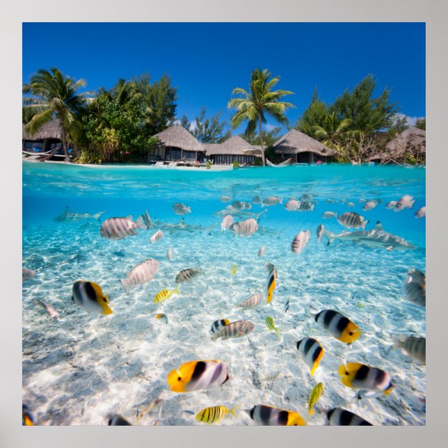 Tropische Insel unter und über Wasser Poster (Vorne)