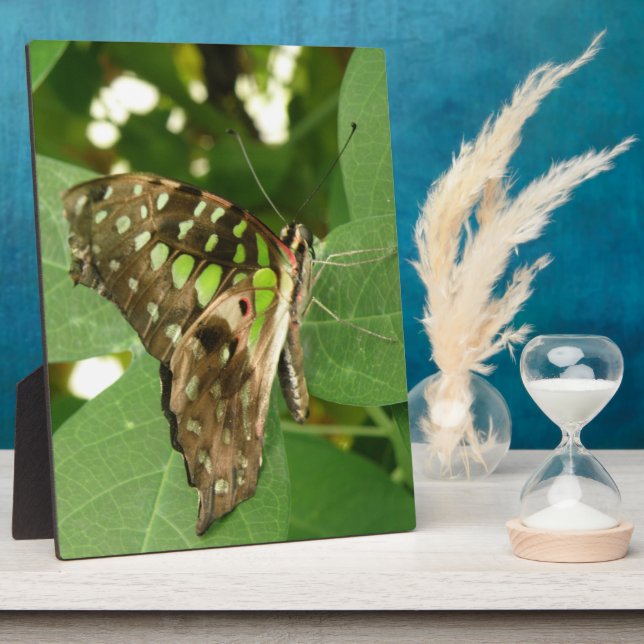 Tropische Iridescent Green Butterfly Plaque Fotoplatte (Seite)