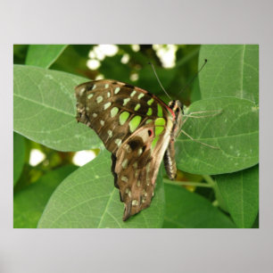 Tropische Iridescent Green Butterfly Print Poster