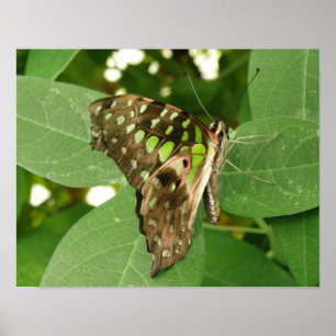 Tropische Iridescent Green Butterfly Print Poster