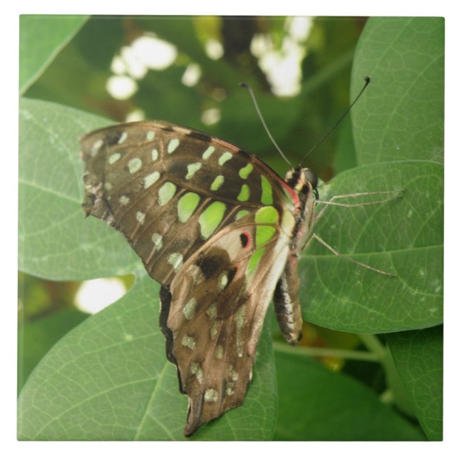 Tropische Iridescent Green Butterfly Tile Fliese (Vorderseite)