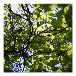 Tropische Katalpa-Bäume Fotodruck