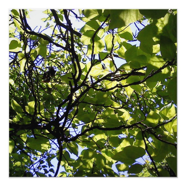 Tropische Katalpa-Bäume Fotodruck (Vorne)