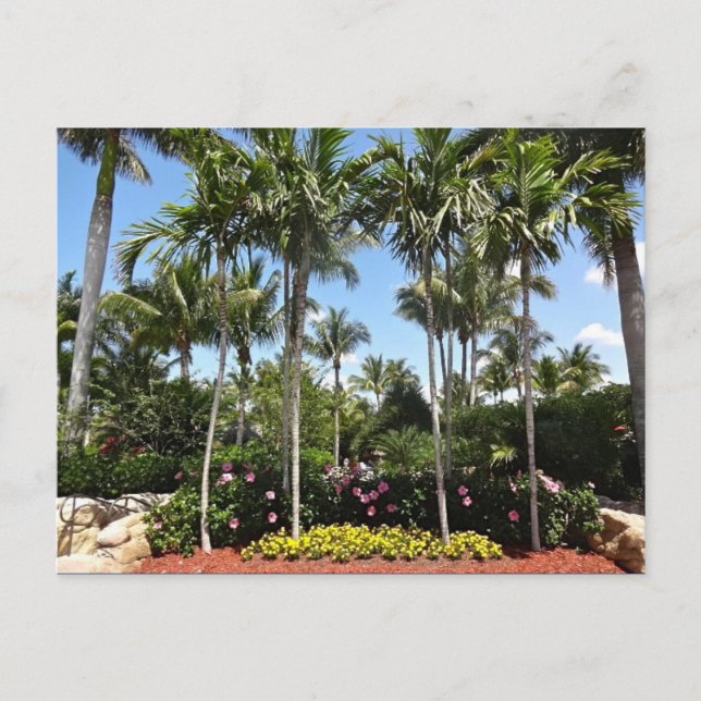 Tropische Kokosnuss-Plantage Bonita Springs Florid Postkarte (Vorderseite)