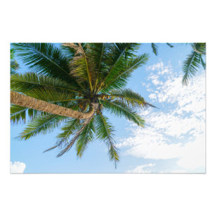 Tropische Kokospalme unter blauem Himmel Fotodruck
