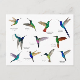 Tropische Kolibris Postkarte
