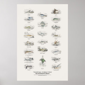 Tropische Meeresfische - Naturalist's Library Poster