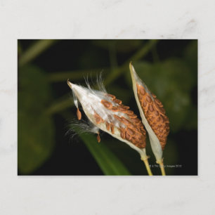 Tropische Milkweed-Samenpoden (Asclepias) Postkarte