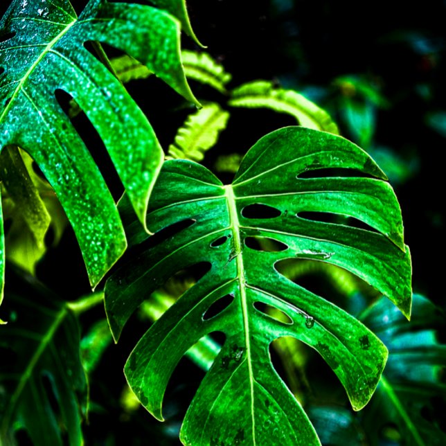 Tropische Monstera Glow – Dschungelblatt-Fotografi Geschirrtuch (Von Creator hochgeladen)