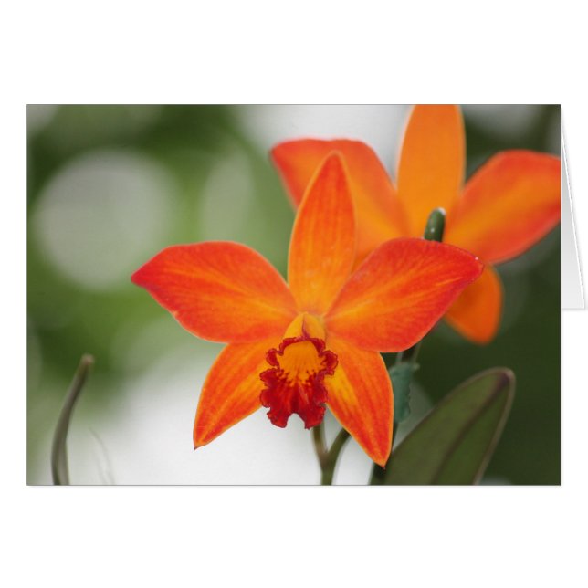 Tropische Orange Orchid Card (Vorderseite (Horizontal))